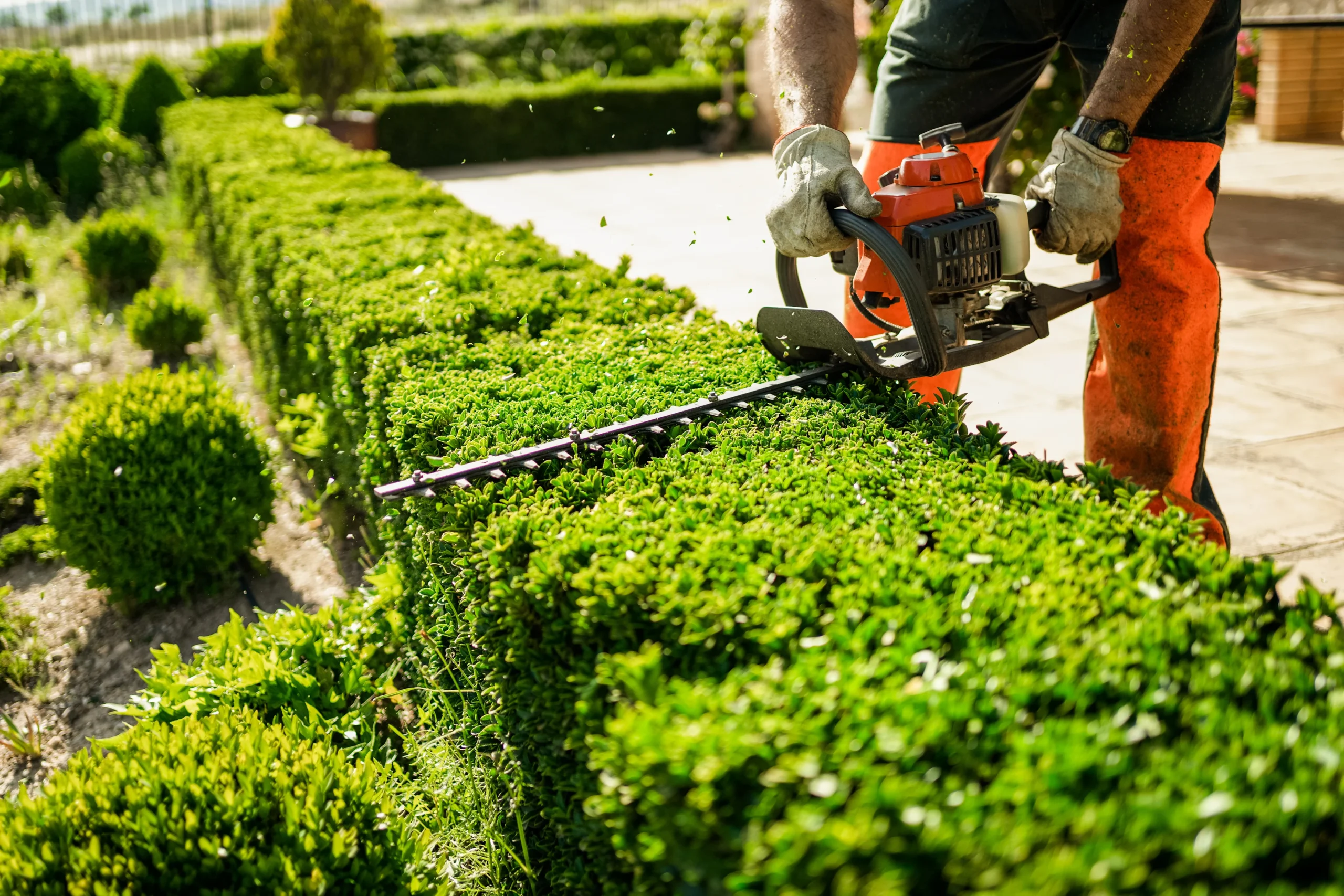 Branch_Hedge_Trimming